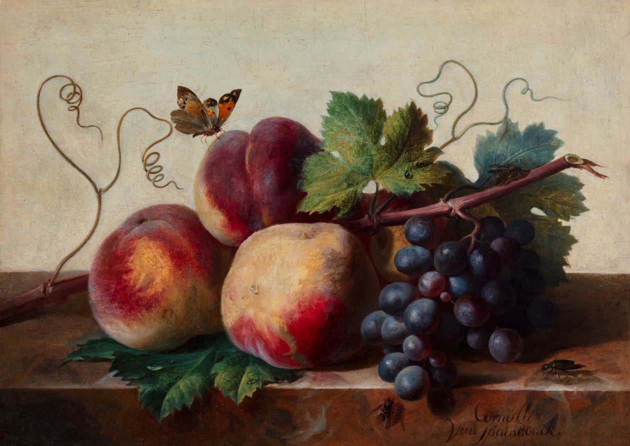 大理石桌上的桃子和葡萄静物，以及一只蝴蝶和其他昆虫 作者 Cornelis van Spaendonck