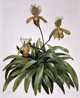 PD.412-1973 尼泊尔的Lady Slipper兰花（Paphiopedilum insigne）。 作者 科尼利厄斯·达勒姆（Cornelius B.Durham）