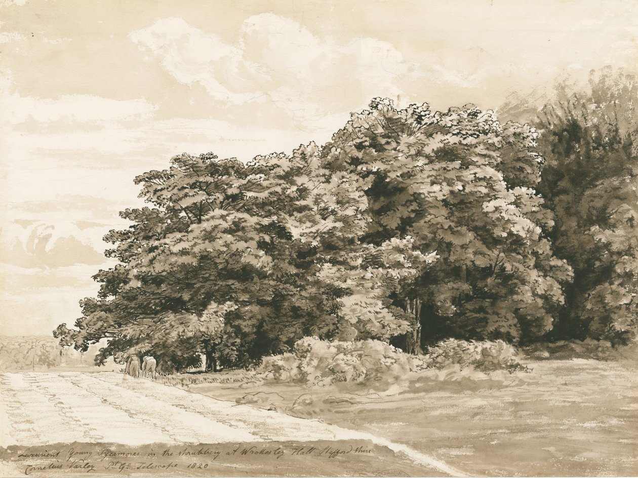 Wrottesley Hall-灌木丛：棕褐色绘画，1820年 作者 科尼利厄斯·瓦利