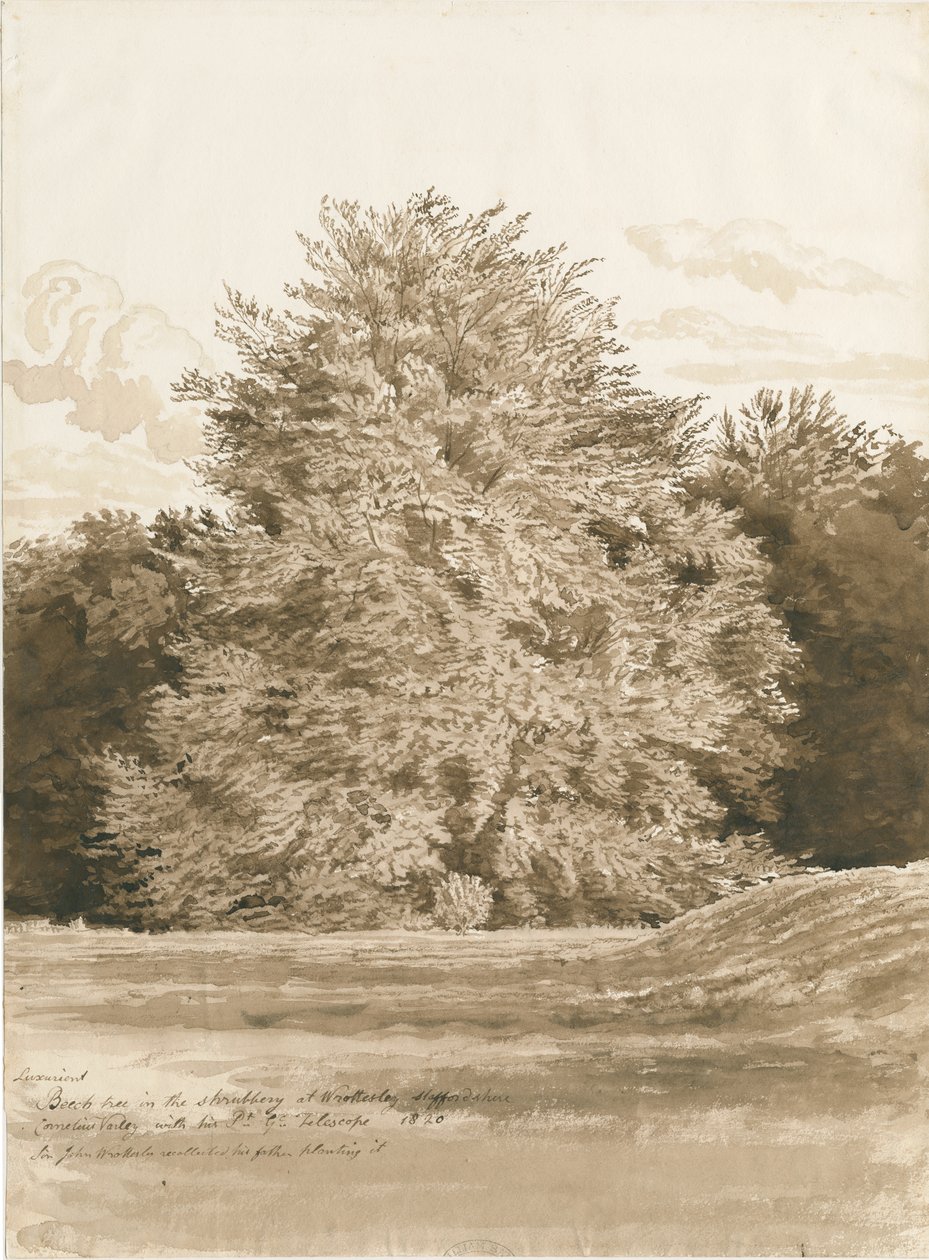 Wrottesley Hall-灌木丛：棕褐色绘画，1820年 作者 科尼利厄斯·瓦利