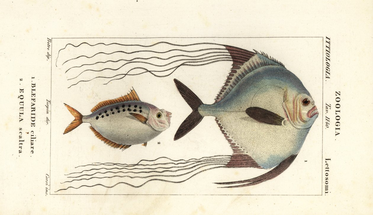 非洲鲳（Alectis ciliaris、Blepharis ciliaris、Blefaride ciliare 1）和马鱼（Poulain ruse、Leiognathus equulus 2）。 作者 科西科西