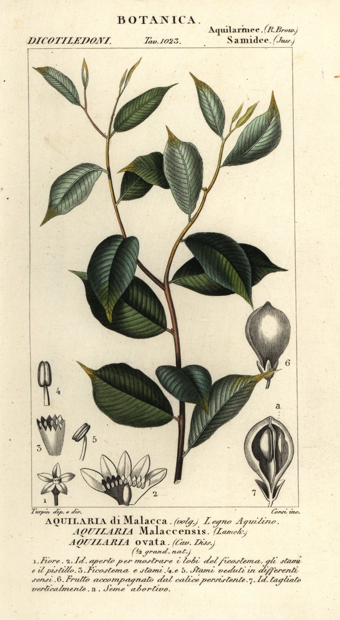 沉香，Aquilaria malaccensis，极度濒危 作者 科西科西