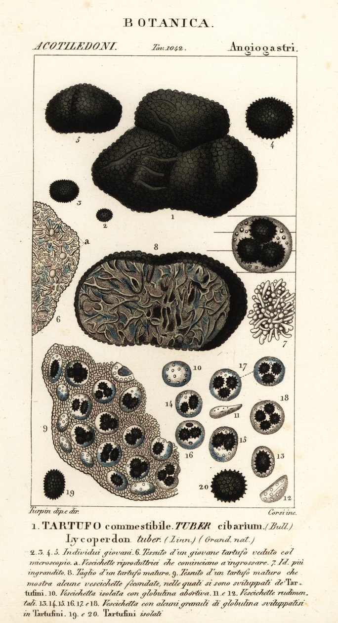黑松露，黑孢块菌（Tuber cibarium, Tartufo commestibile, Lycoperdon tuber) 作者 科西科西