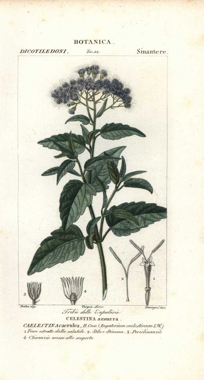蝴蝶雾，Ageratum corymbosum 作者 科西科西