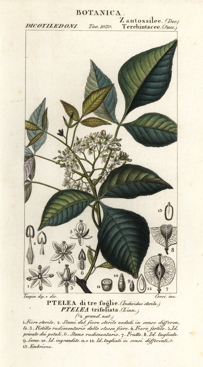 常见的啤酒花树，Ptelea trifoliata，三叶 Ptelea 作者 科西科西
