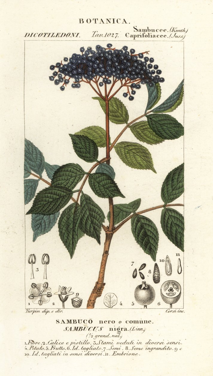 欧洲黑接骨木，Sambucus nigra, Sambuco nero o comune 作者 科西科西