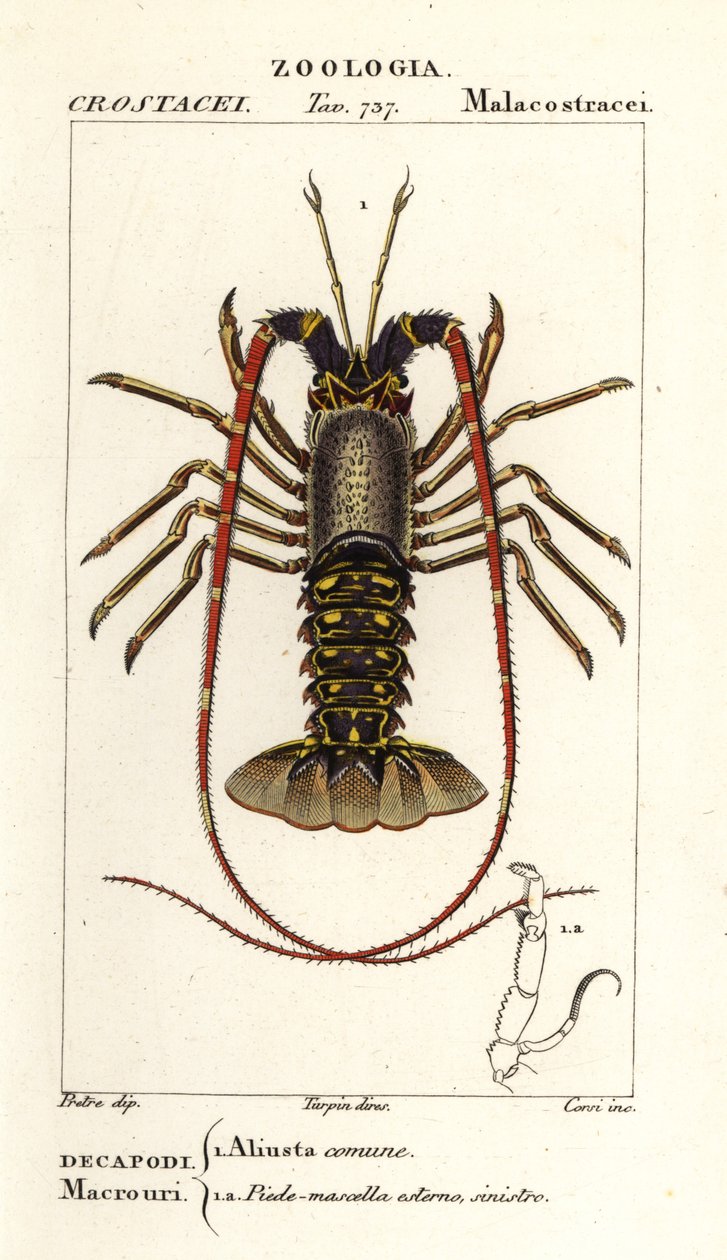 欧洲大龙虾，Palinurus elephas 作者 科西科西