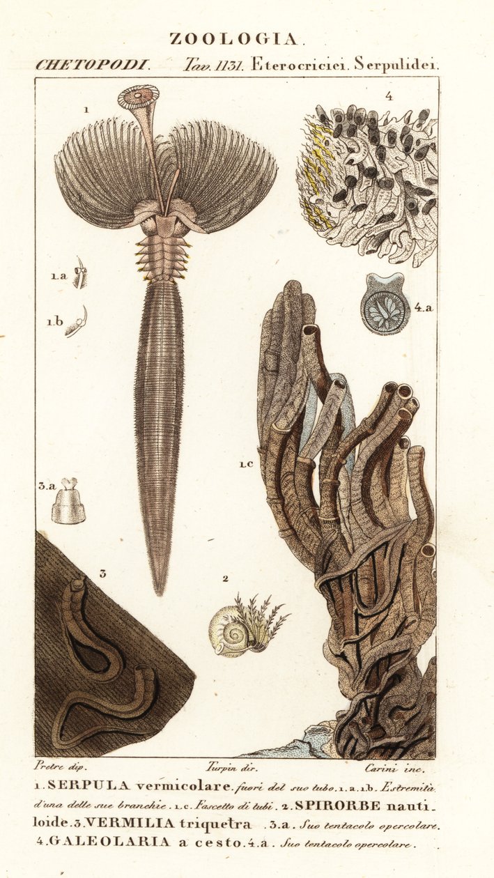 扇虫、Serpula vermillaryis 1、多毛类蠕虫、Spirorbis corrugatus 2、造管环节动物、Spirobranchus triqueter 3 和 Galeolaria caespitosa 4 作者 科西科西