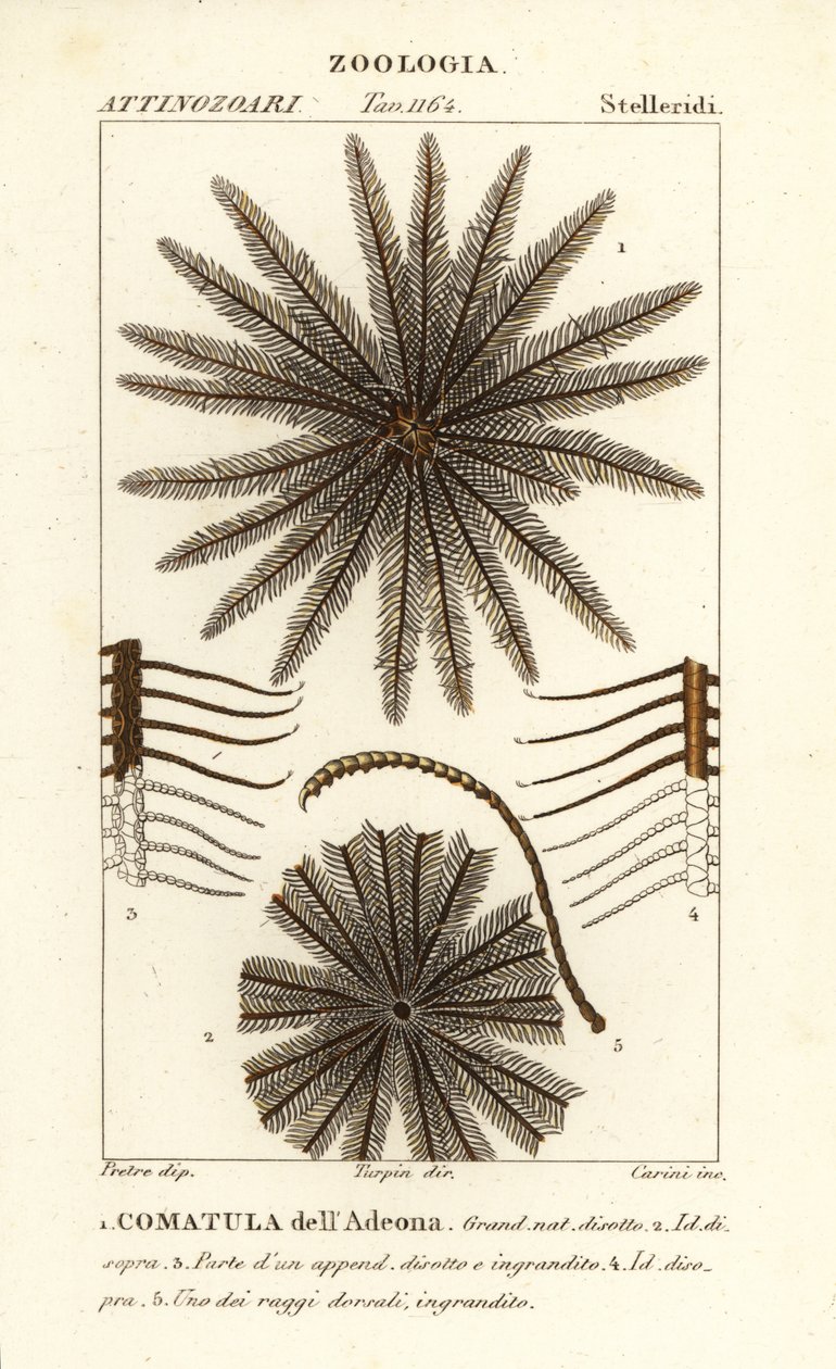羽毛星壳类动物，Oligometrides adeonae，Comatula adeonae，Comatula dellAdeona 作者 科西科西