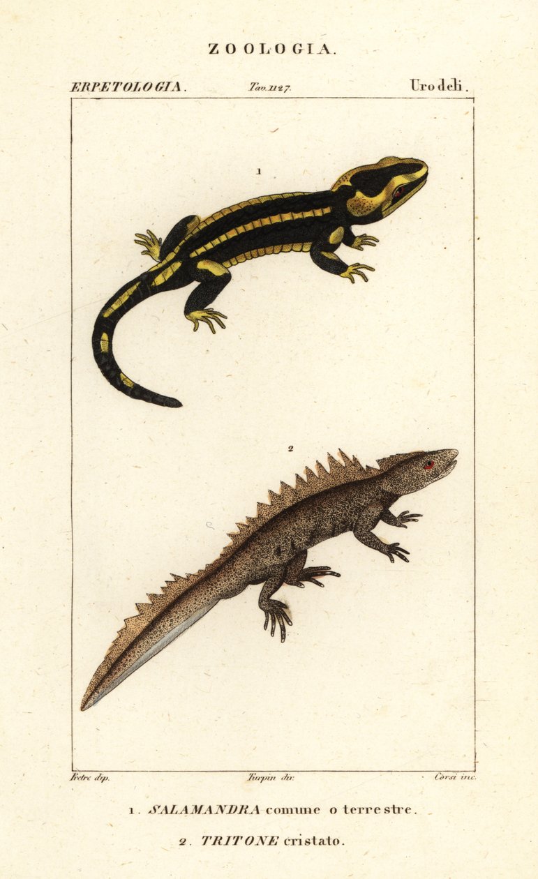 火螈（Salamandra salamandra）1 和大冠蝾螈（Triturus cristatus）（极度濒危）2 作者 科西科西