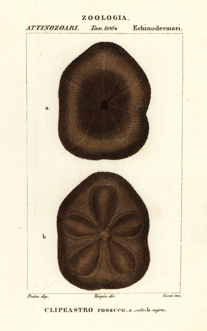 扁平海饼干，Clypeaster rosaceus 作者 科西科西