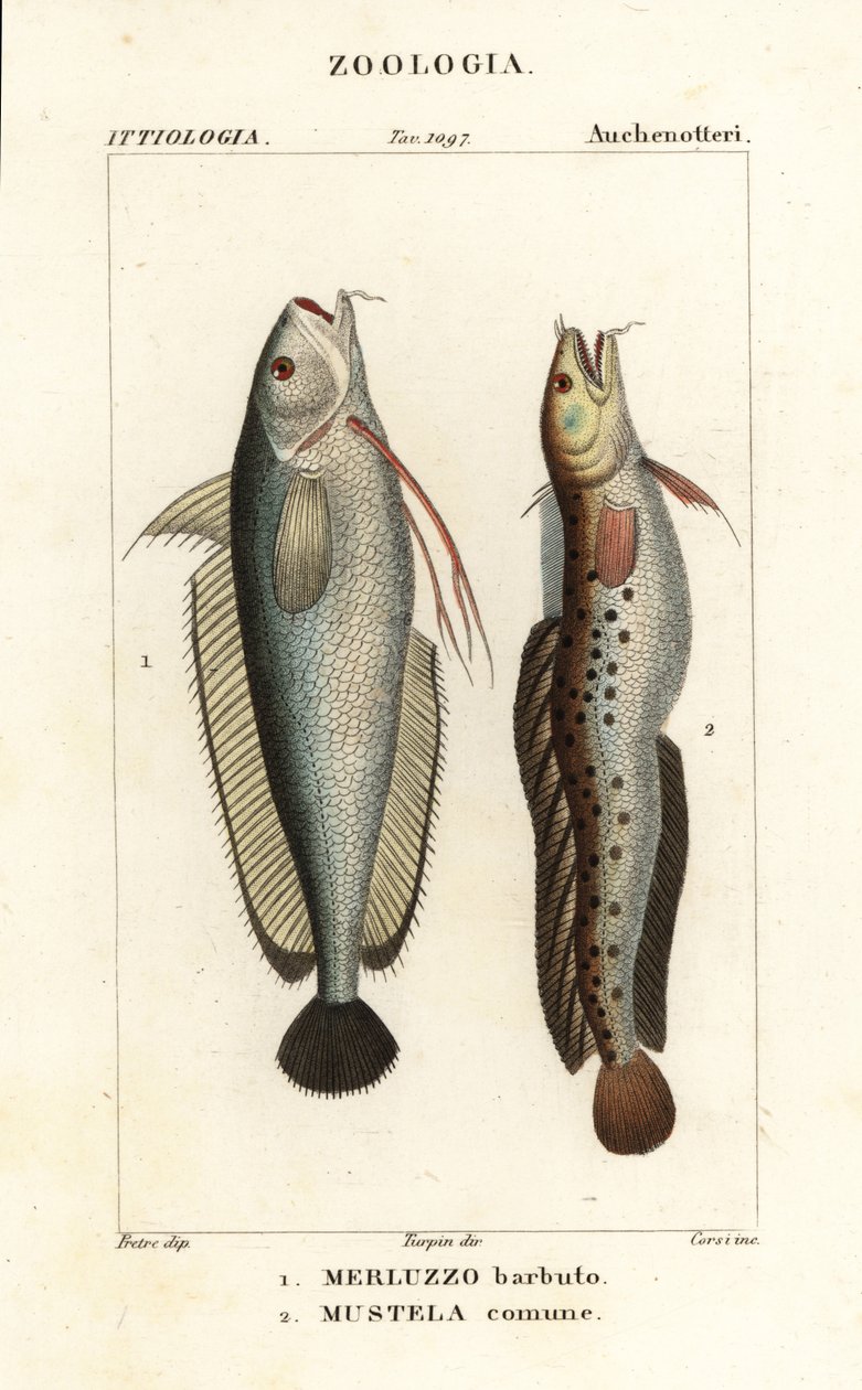 岔须鱼 Phycis phycis 1 和五须岩鱼 Ciliata mustela 作者 科西科西