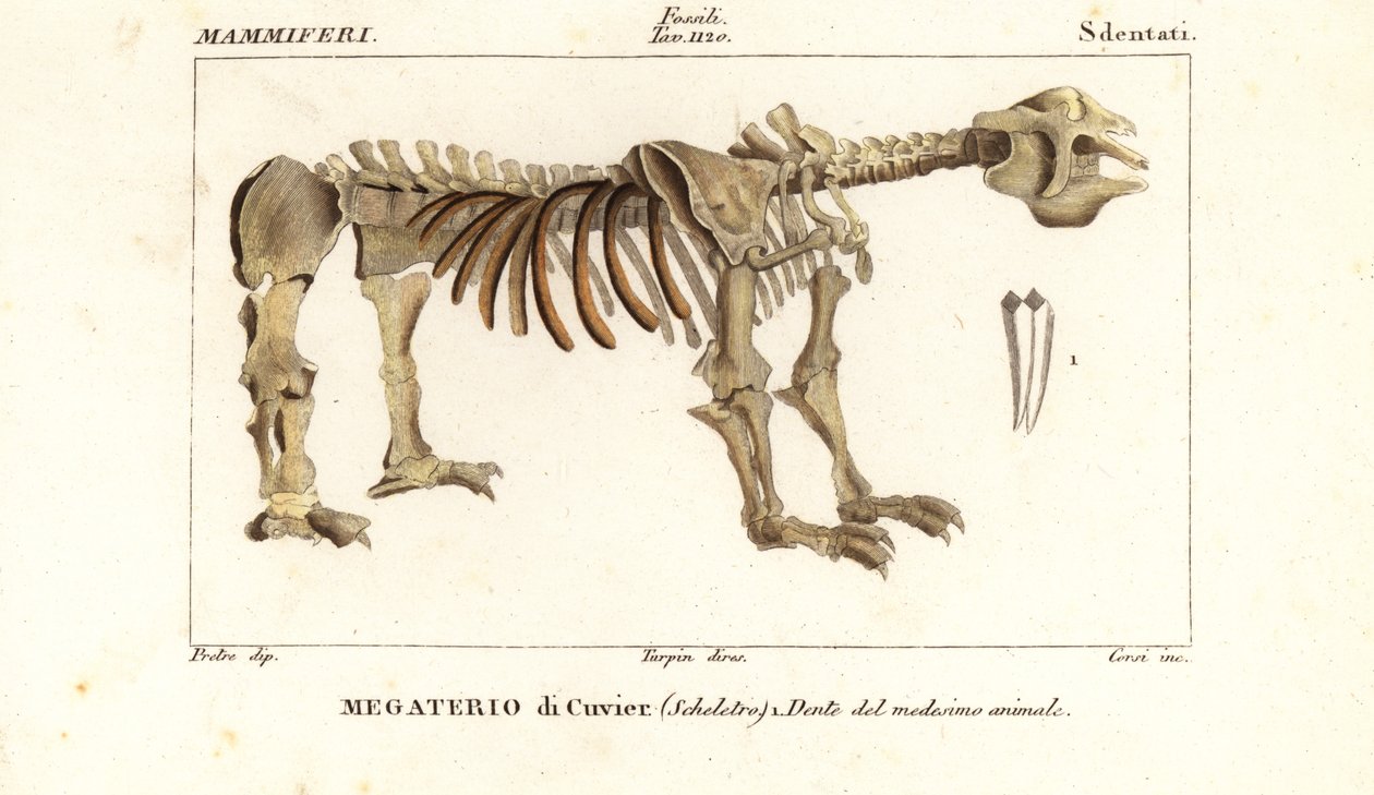 巨型地懒 Megatherium americanum 的骨骼化石 作者 科西科西