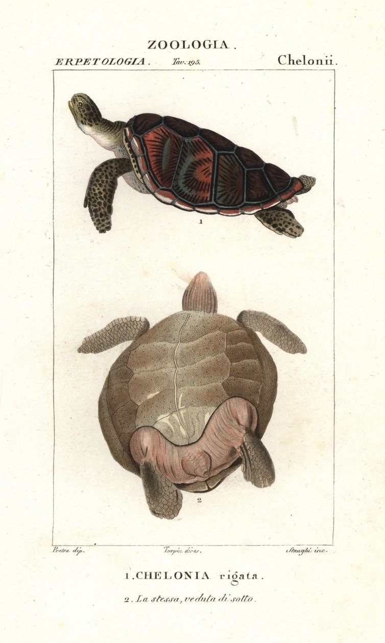 绿海龟，Chelonia mydas 濒危 作者 科西科西