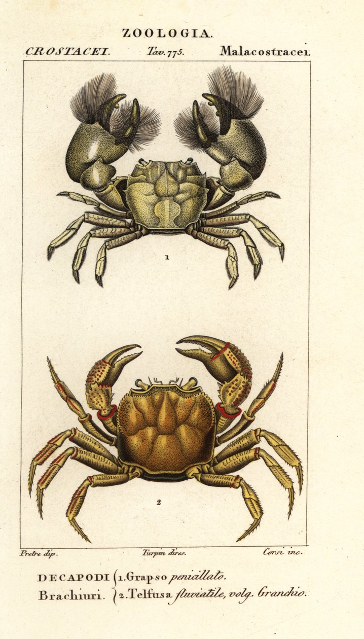 Hemigrapsus penicillatus 和 Potamon fluviatile 作者 科西科西