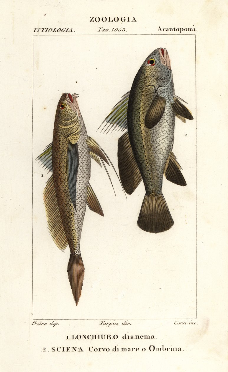 长尾大黄鱼（Lonchurus lanceolatus）1 和小黄鱼、大黄鱼、石鲈、鲥鱼（Argyrosomus regius）2 作者 科西科西