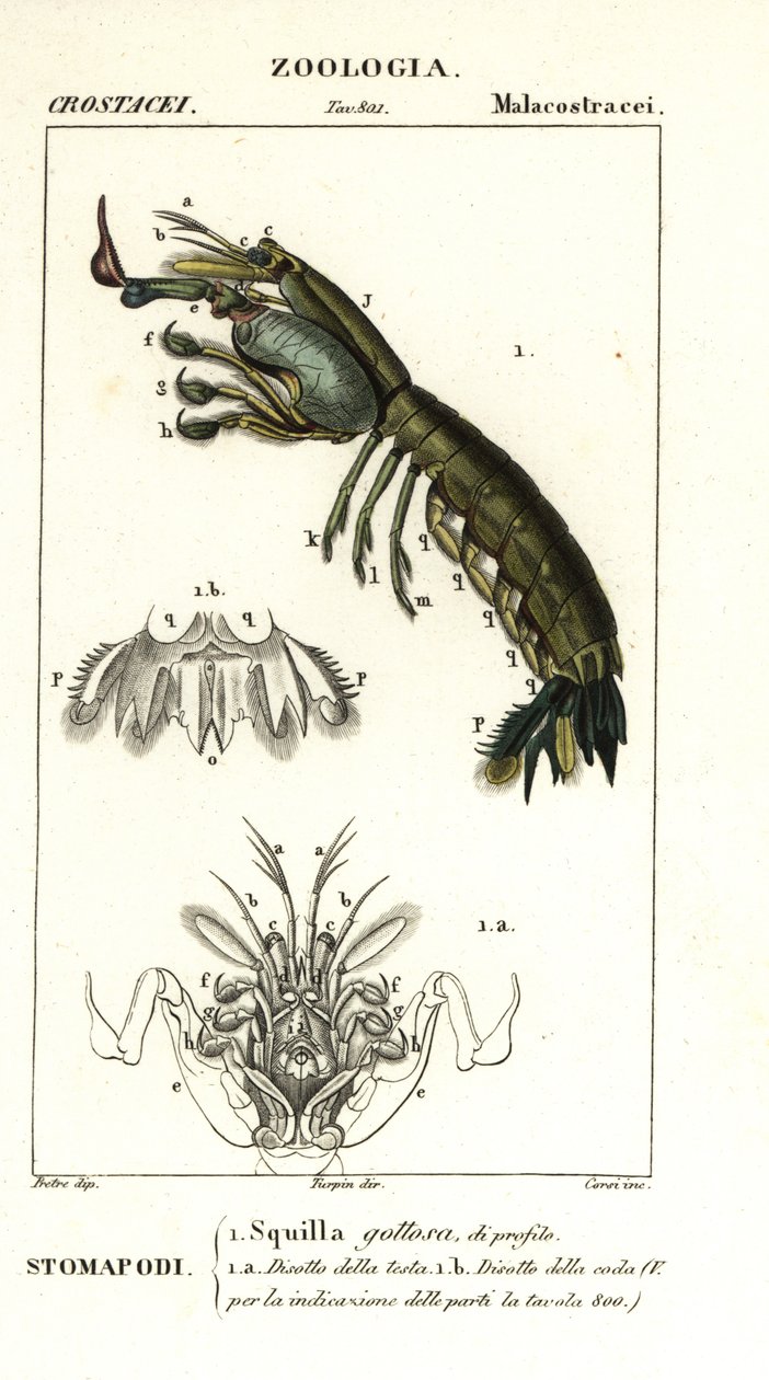 螳螂虾，Gonodactylus chiragra 作者 科西科西