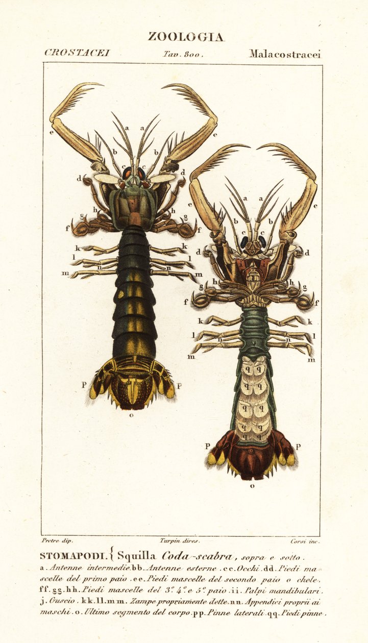 螳螂虾、Lysiosquilla scabricauda 作者 科西科西