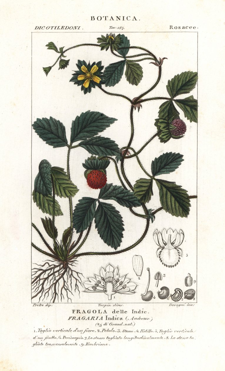 模拟草莓，Potentilla indica 作者 科西科西