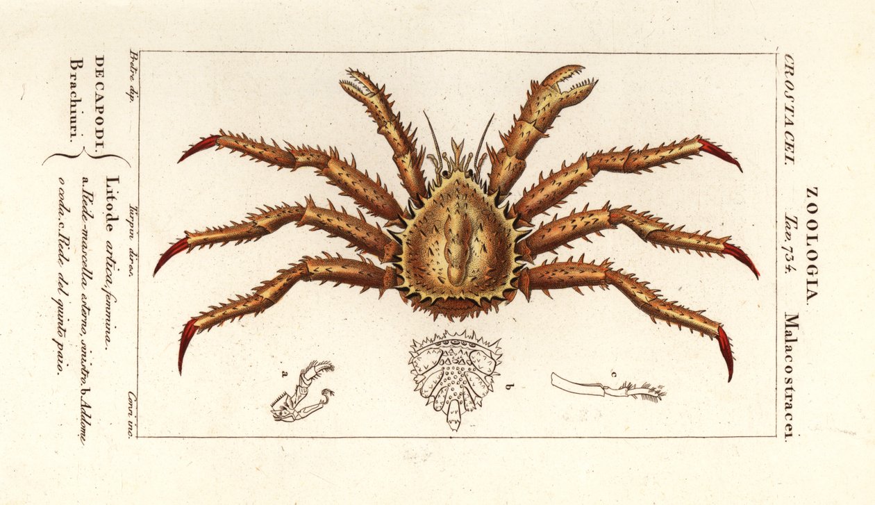 挪威帝王蟹，Lithodes maja 作者 科西科西