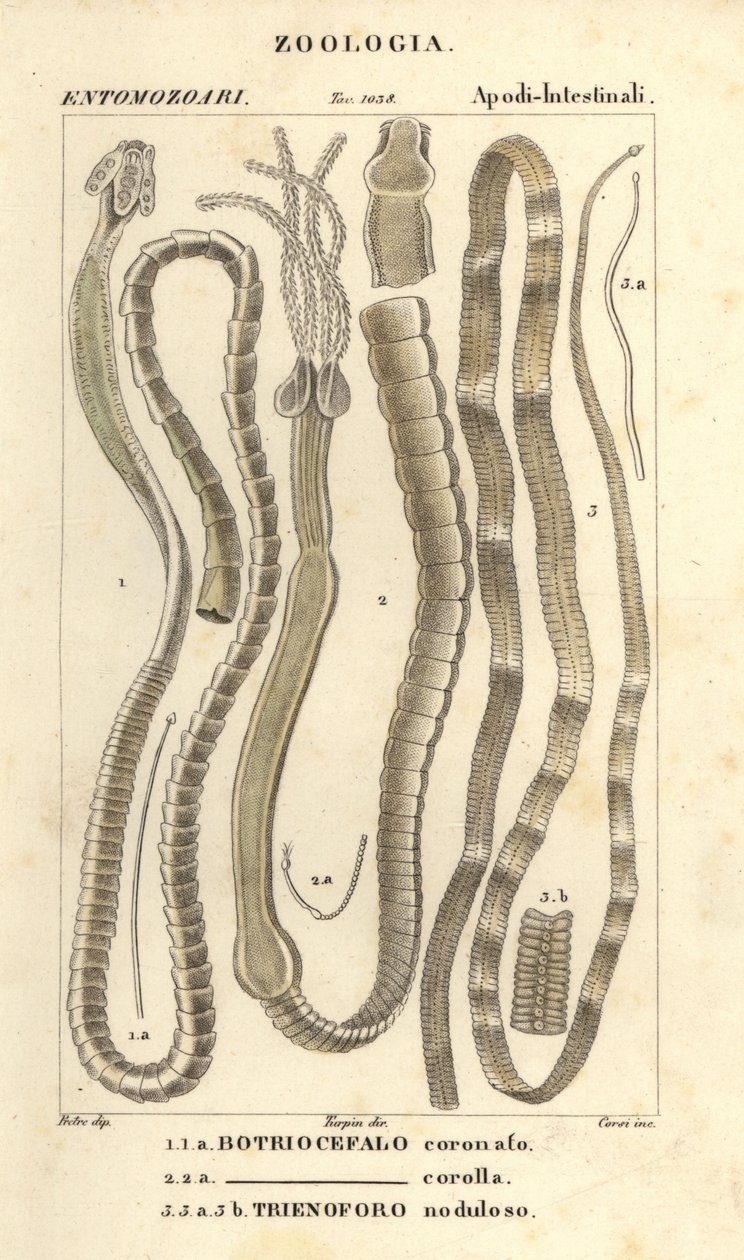 寄生蠕虫和绦虫：冠状双尾蝇 1、冠状双尾蝇 2 和梭子鱼绦虫 Triaenophorus nodulosus 3 作者 科西科西