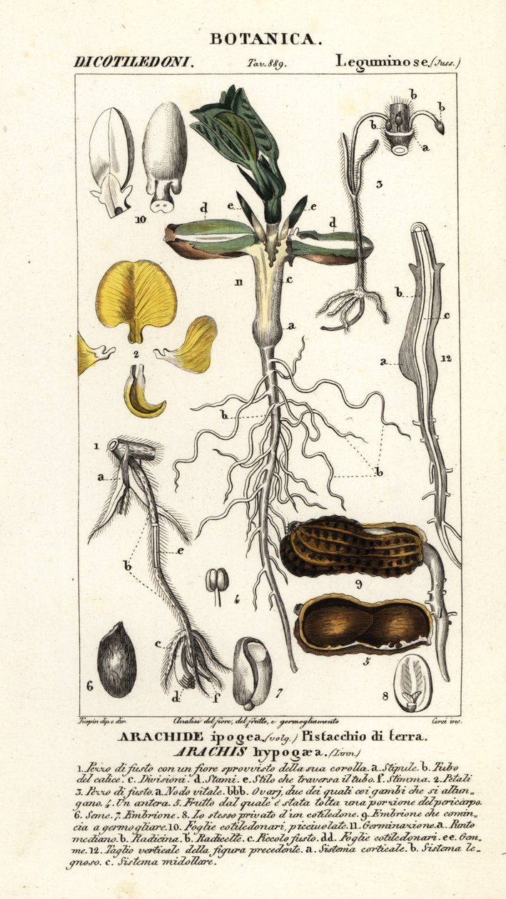 花生或落花生，Arachis hypogaea 作者 科西科西