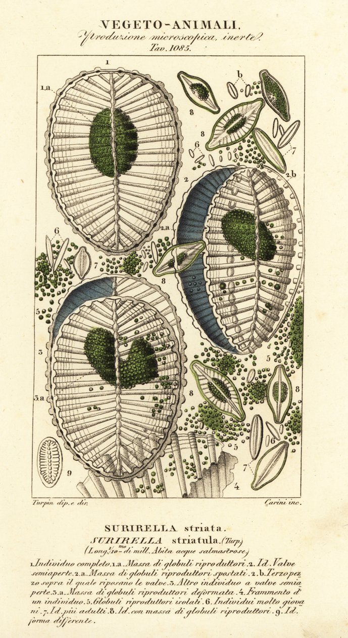 浮游生物、Surirella striatula、Surirella striata 作者 科西科西