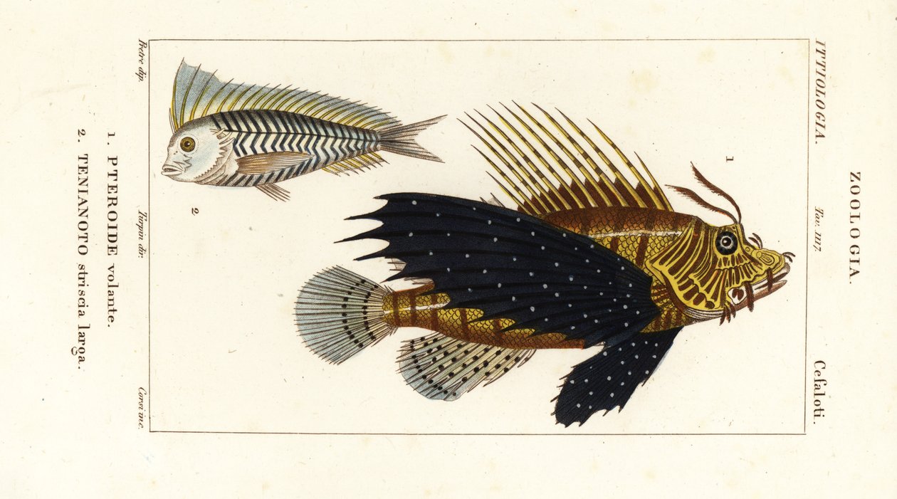 红狮鱼、Pterois volitans、Pteroide volante 1 和蓝蓝鱼、Taenianotus latovittatus、Tenianoto striata larga 2 作者 科西科西