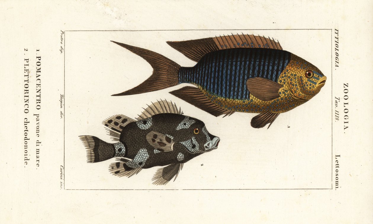 蓝宝石少女、Pomacentrus pavo、pavone di mare 1 和丑角甜唇、Plectorhinchus chaetodonoides、Plettorinco chetodonoides 2 作者 科西科西