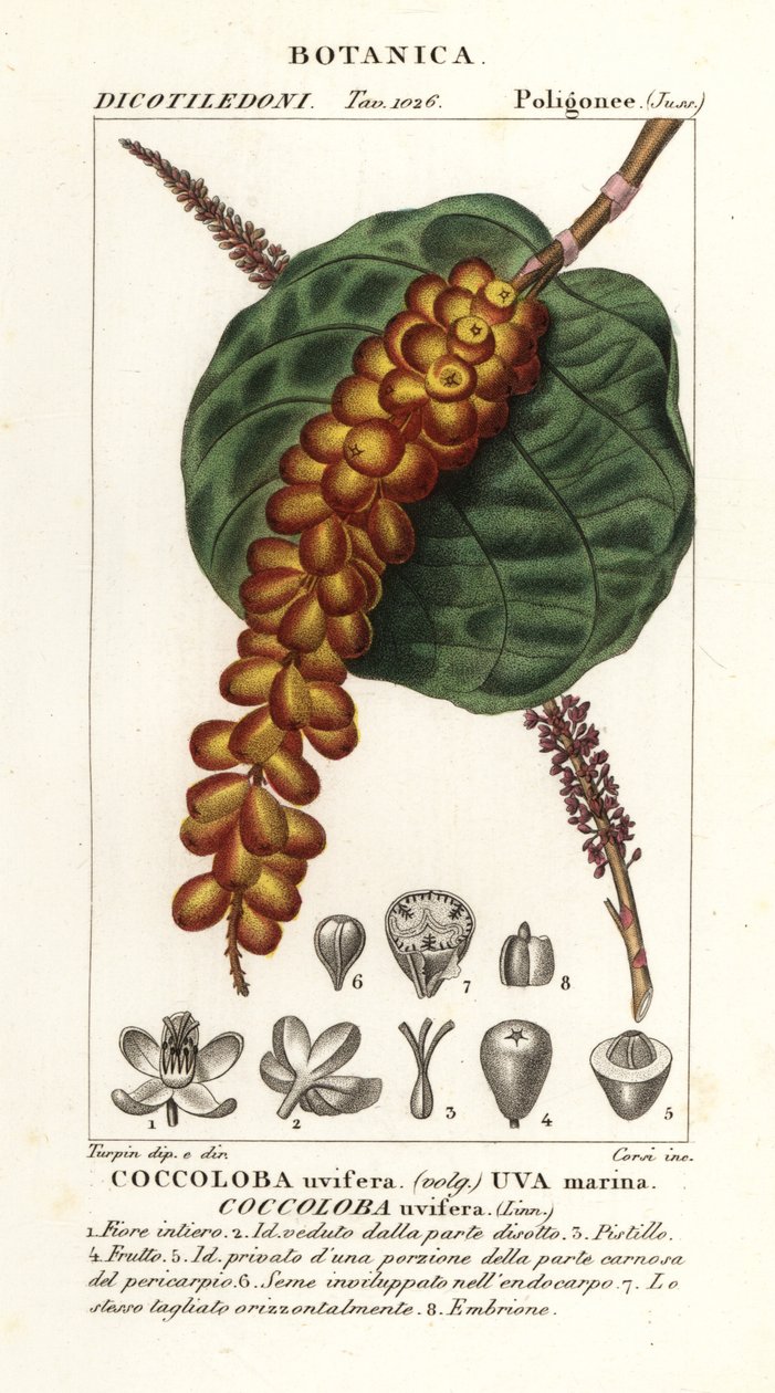 海葡萄或月桂，Coccoloba uvifera，Uva marina 作者 科西科西