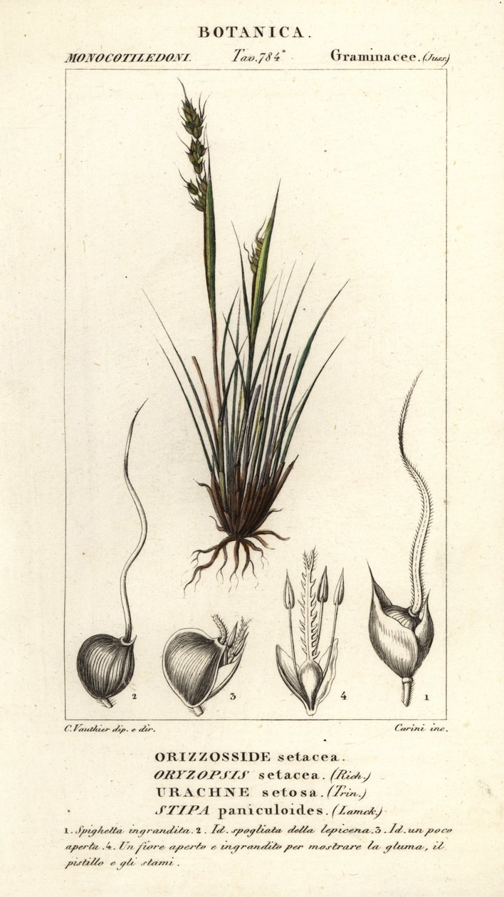 矛草，Piptochaetium panicoides 作者 科西科西