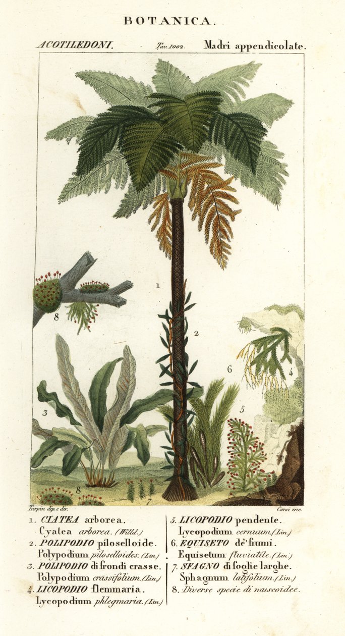 西印度树蕨、Cyathea arborea、藤本蕨、Microgramma piloselloides 2、优雅蕨、Niphidium crassifolium 3、粗流苏蕨、Huperzia phlegmaria 4、鹿角俱乐部苔、Lycopodiella cernua 5、水马尾 作者 科西科西
