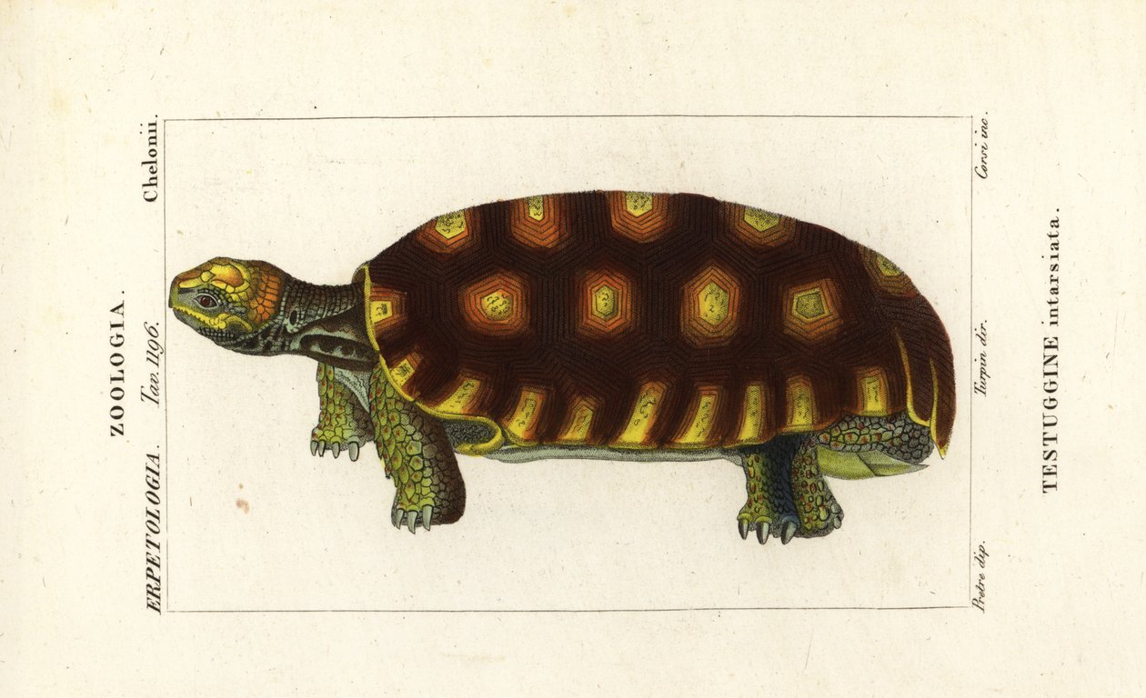 黄脚陆龟或巴西巨龟，Chelonoidis denticulatus Testudo tabulata Testuginne intarsiata 作者 科西科西