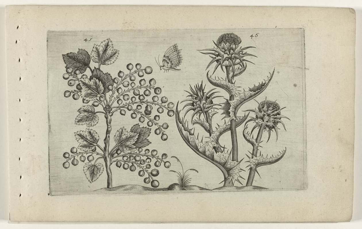 Mariadistel 的 Aalbes
Cognoscite lilia（系列名称） 作者 Crispijn van de Passe (I)（归属于）