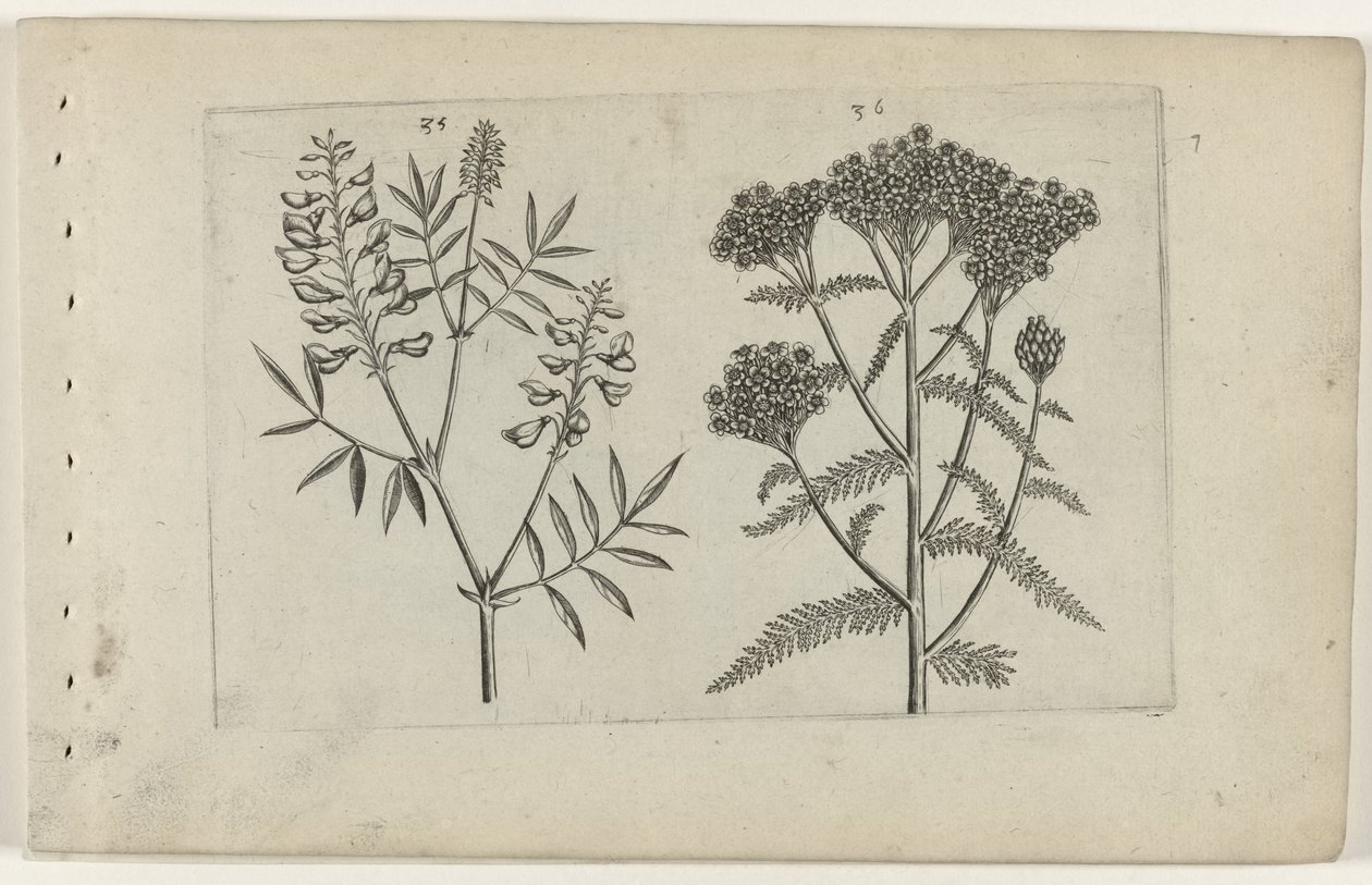 木酢浆草和蓍草
百合花 作者 Crispijn van de Passe (I)（归属于）
