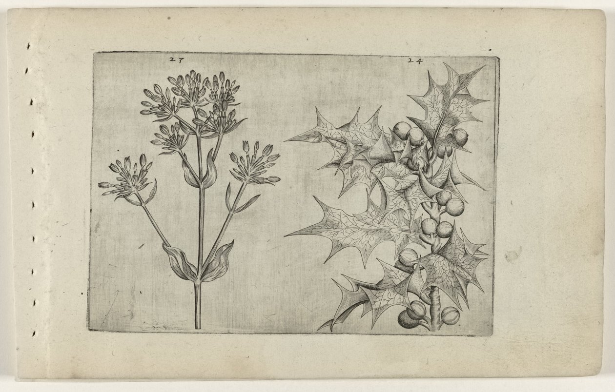 Centaury() 和 Holly
莉莉娅（Cognoscite lilia）（系列名称 作者 Crispijn van de Passe (I)（归属于）