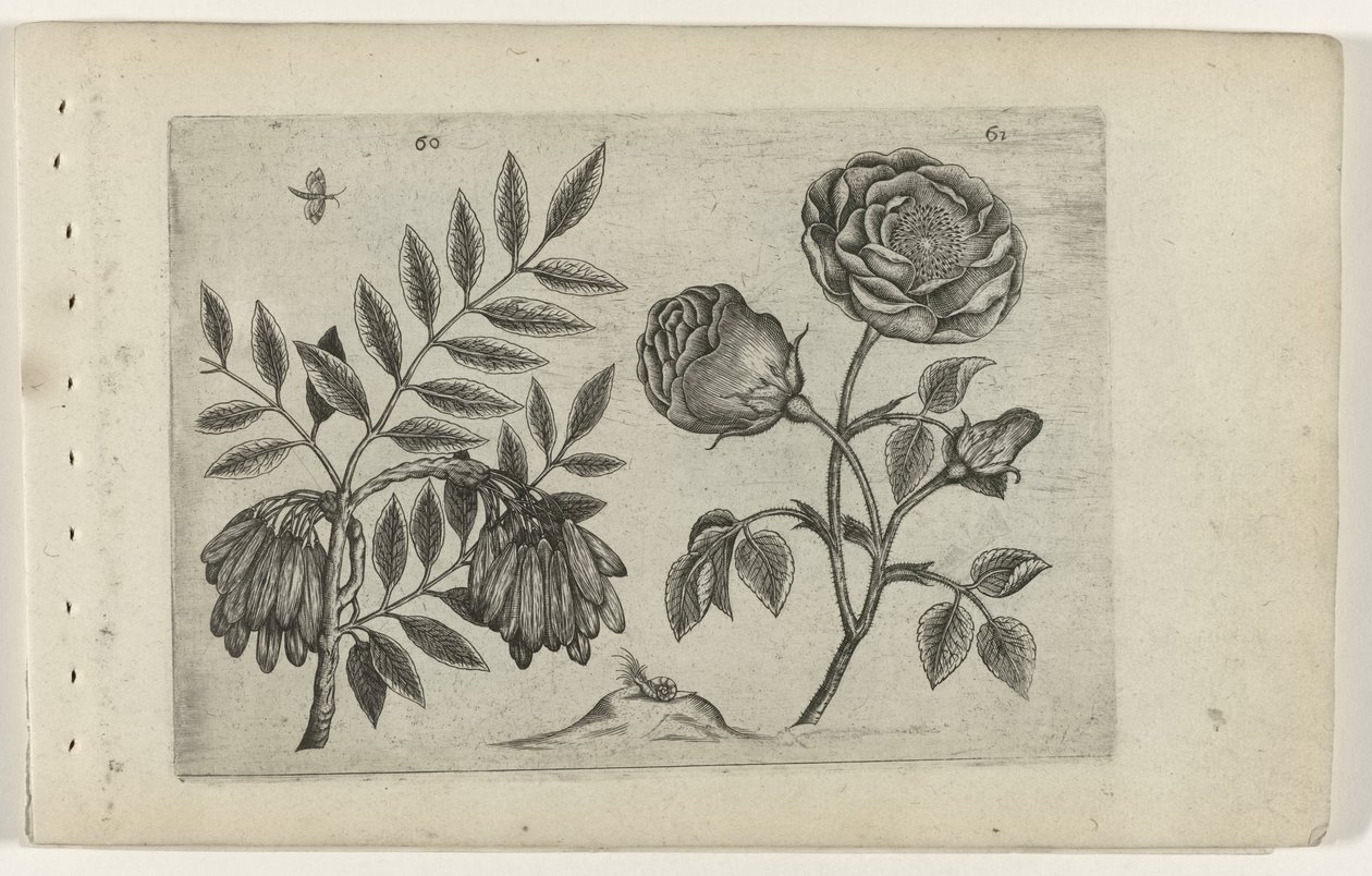En roos
Cognoscite lilia（系列名称） 作者 Crispijn van de Passe (I)（归属于）