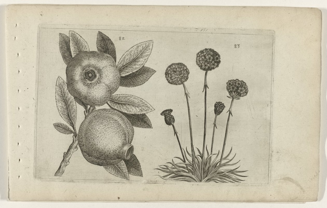 石榴和英国草
百合花 作者 Crispijn van de Passe (I)（归属于）