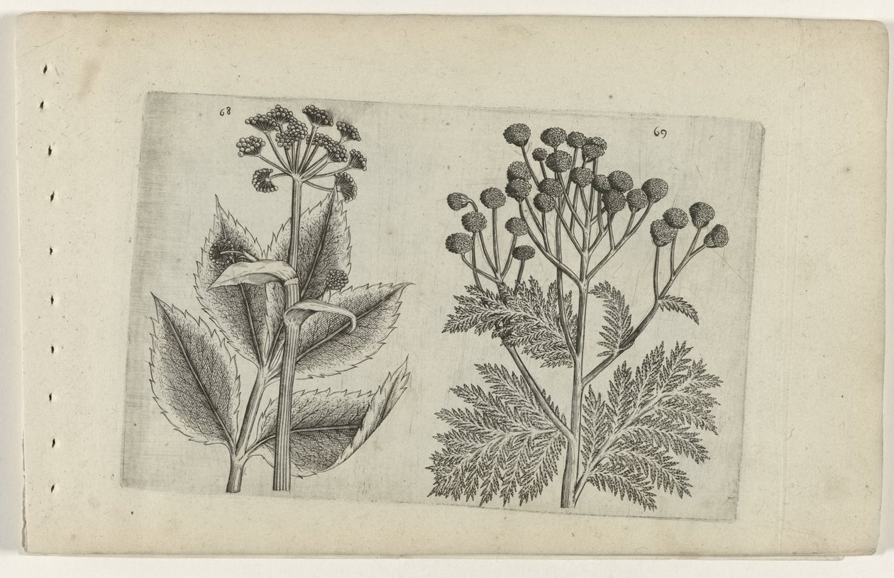 鹿根草和艾草
百合花 作者 Crispijn van de Passe (I)（归属于）