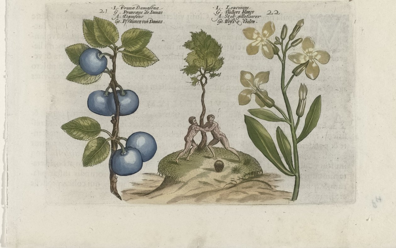 Pruim en muurbloem
Pruna Damasena / Leucojum（物品上的标题）
Cognoscite lilia（系列名称） 作者 Crispijn van de Passe (I)（归属于）