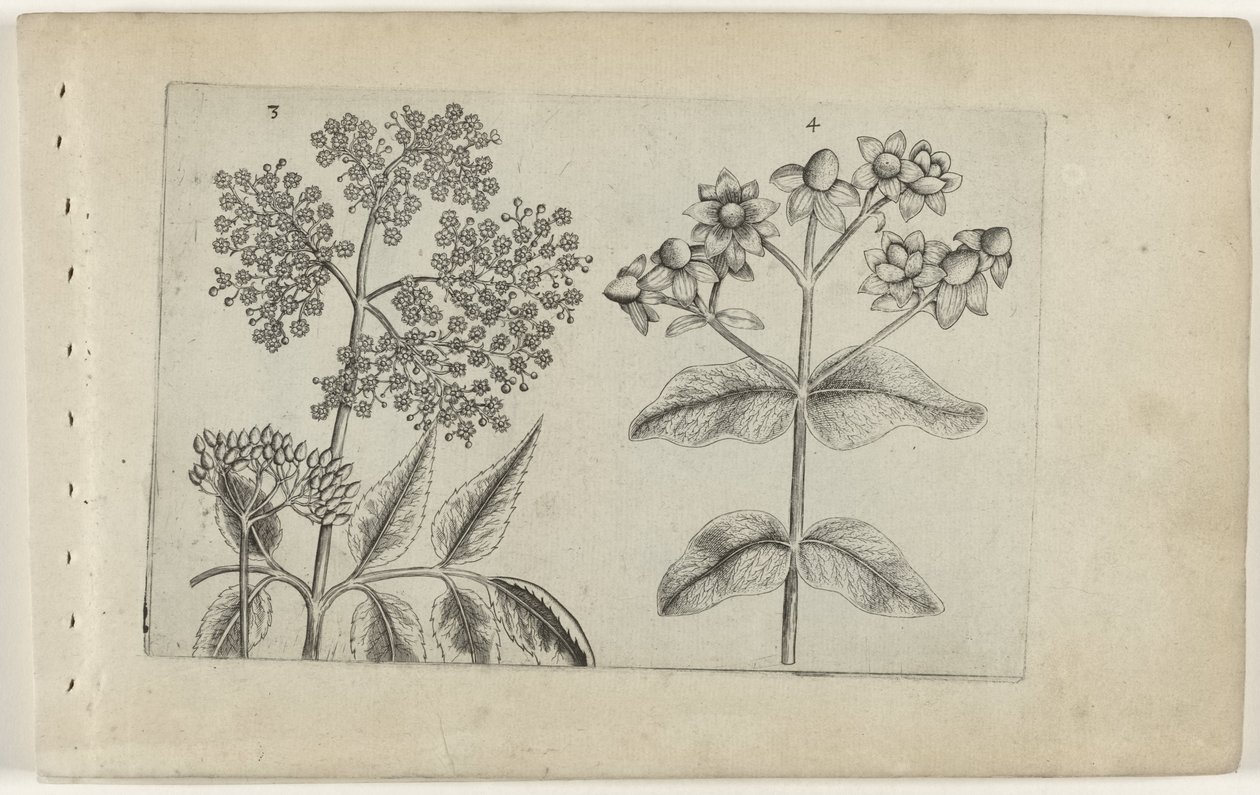 Sering en mansbloed
认识莉莉娅（系列名称） 作者 Crispijn van de Passe (I)（归属于）