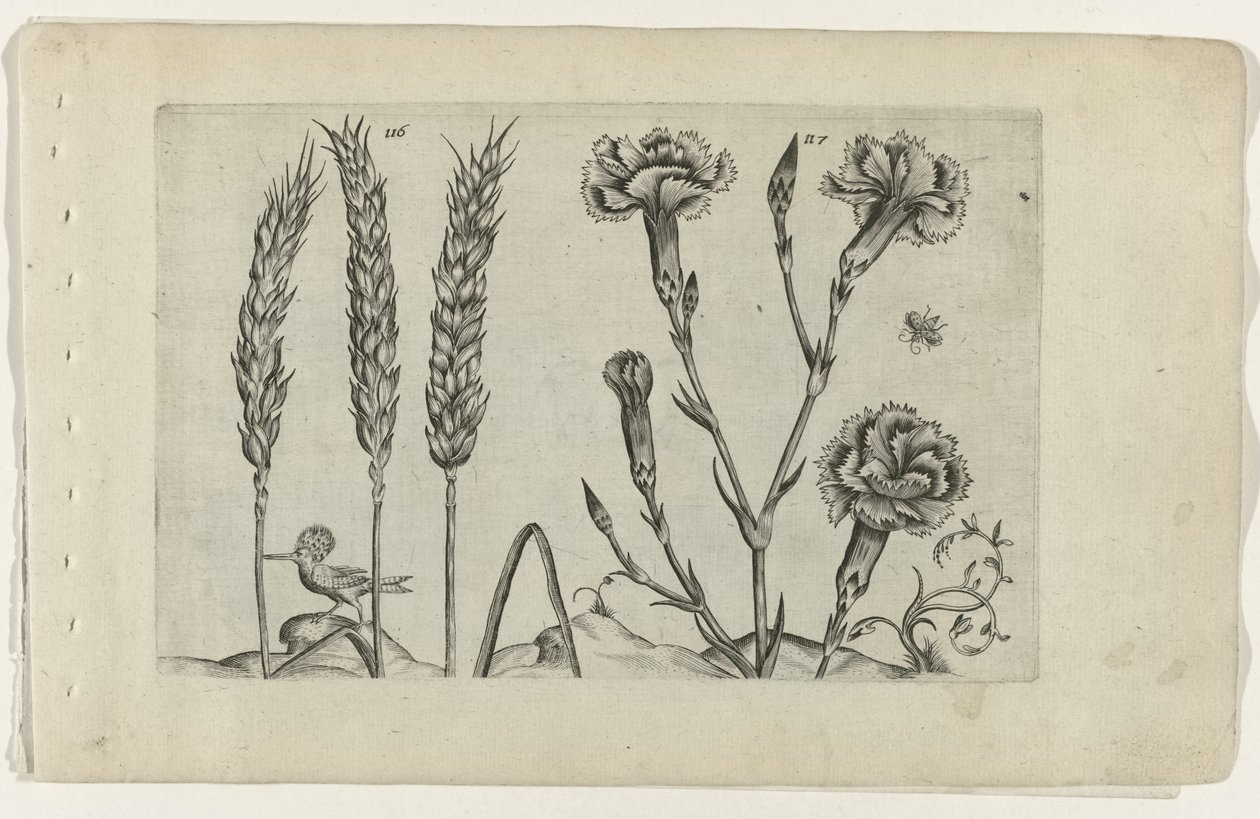 "我的"(Tarwe en tuinanjer)
认识莉莉娅（系列名称） 作者 Crispijn van de Passe (I)（归属于）