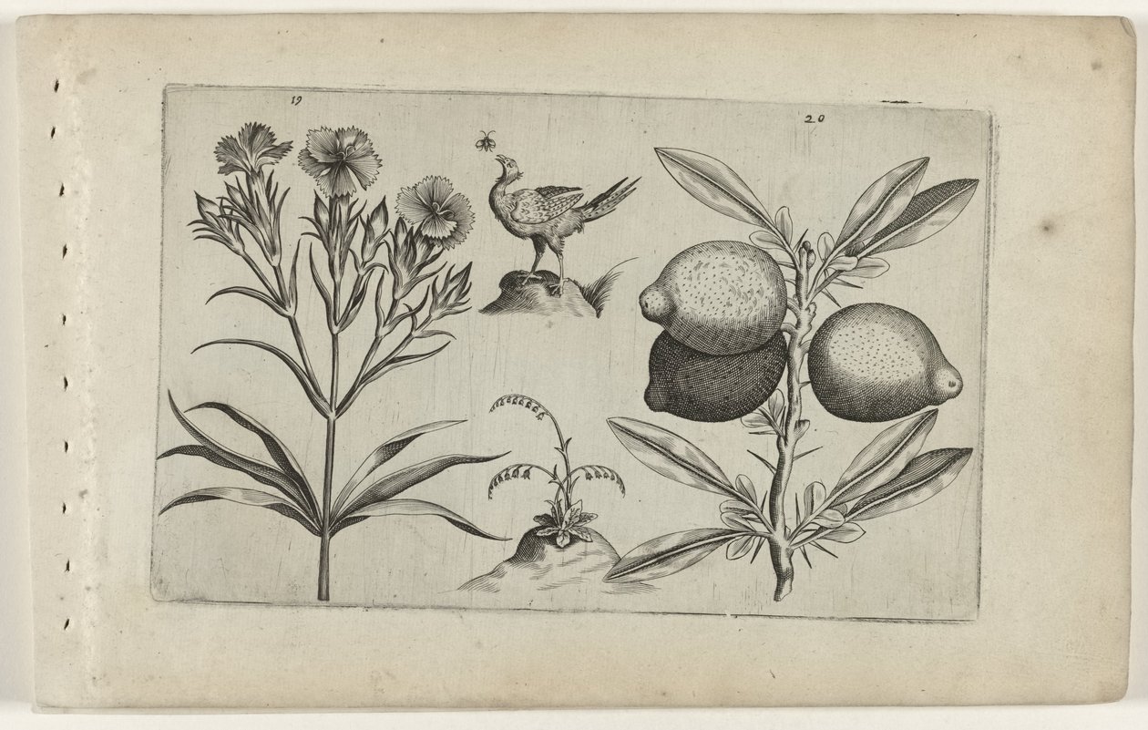 Tuinanjer en citroen
认识莉莉娅（系列名称） 作者 Crispijn van de Passe (I)（归属于）