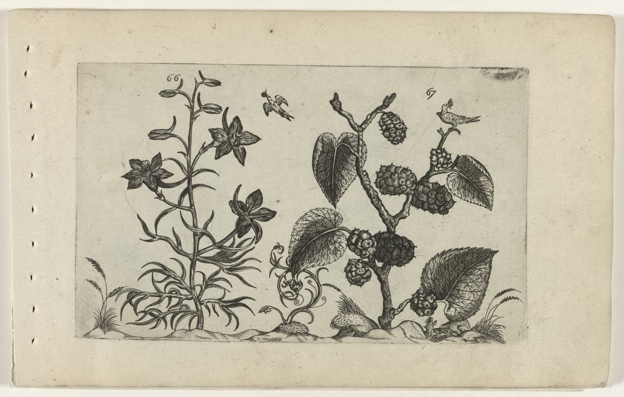 野生三角梅和黑桑
百合花（系列名称） 作者 Crispijn van de Passe (I)（归属于）