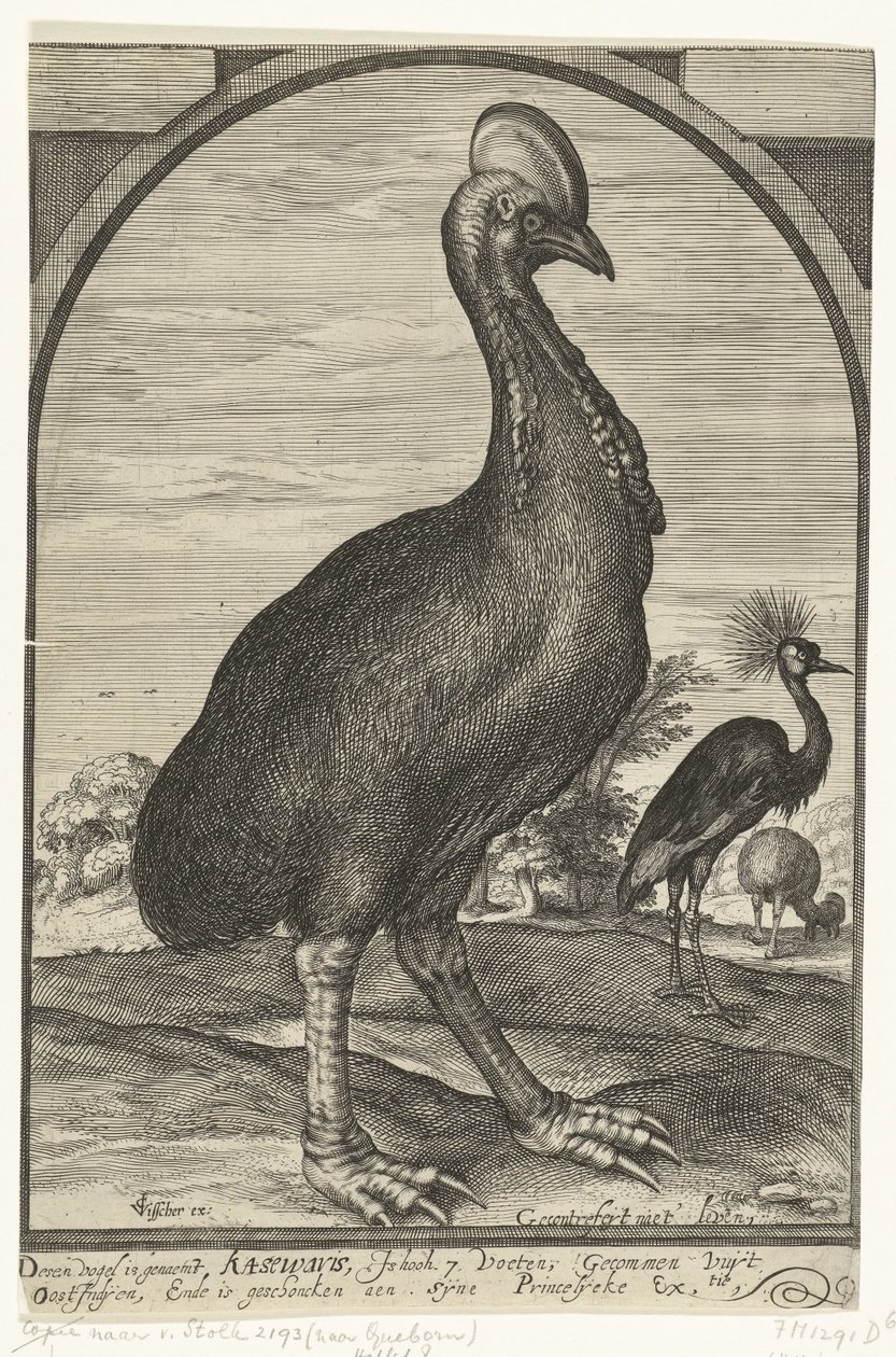Casuary, 由 Willem Jacobsz.从东印度群岛带来并赠送给莫里斯亲王，1614 年 作者 Crispijn van den Queborn（归属于）