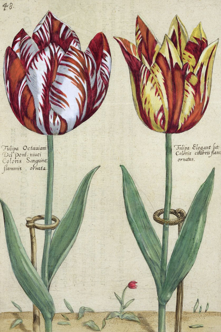郁金香屋大维德尔蓬特，舒适和郁金香，从花园Floridus&39;，公布1614年至1615年 作者 克里斯平轭