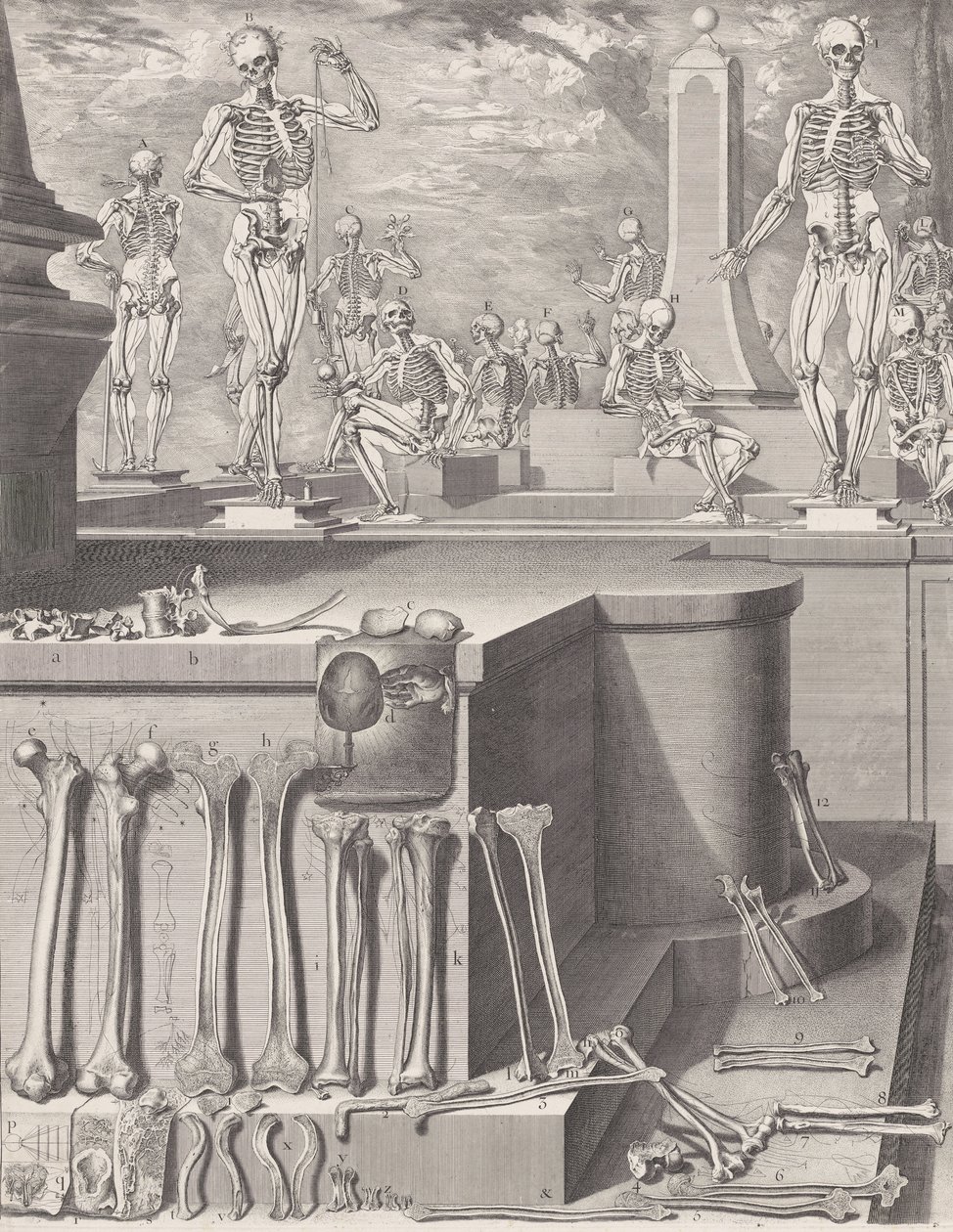 未出版的《解剖图集》图版，图版约为1680-9。1680-9..., Plate ca.1680-94，1740年印刷。 作者 克里斯索斯托莫·马丁内斯
