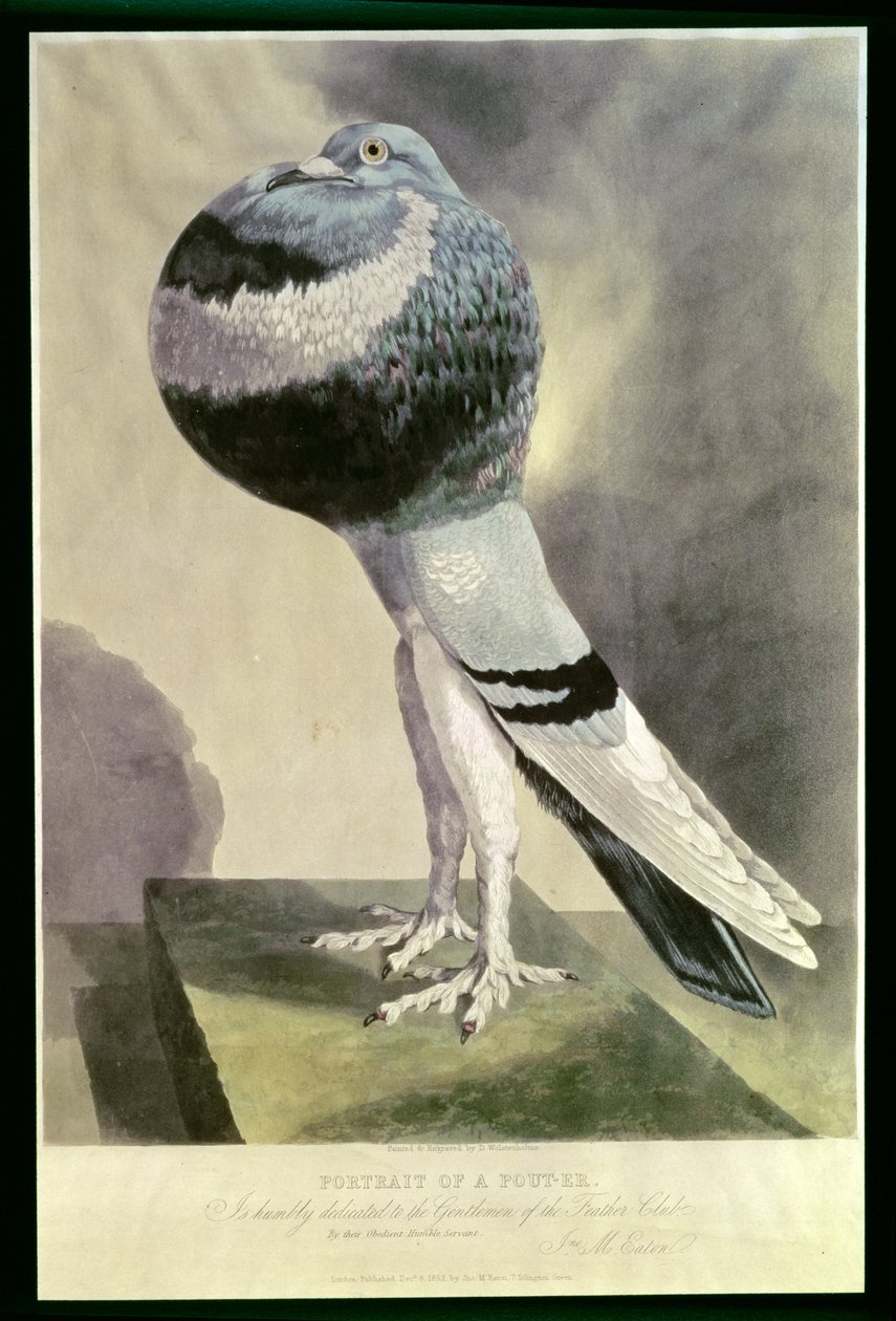 Pouter鸽子画象 作者 沃尔森霍尔姆