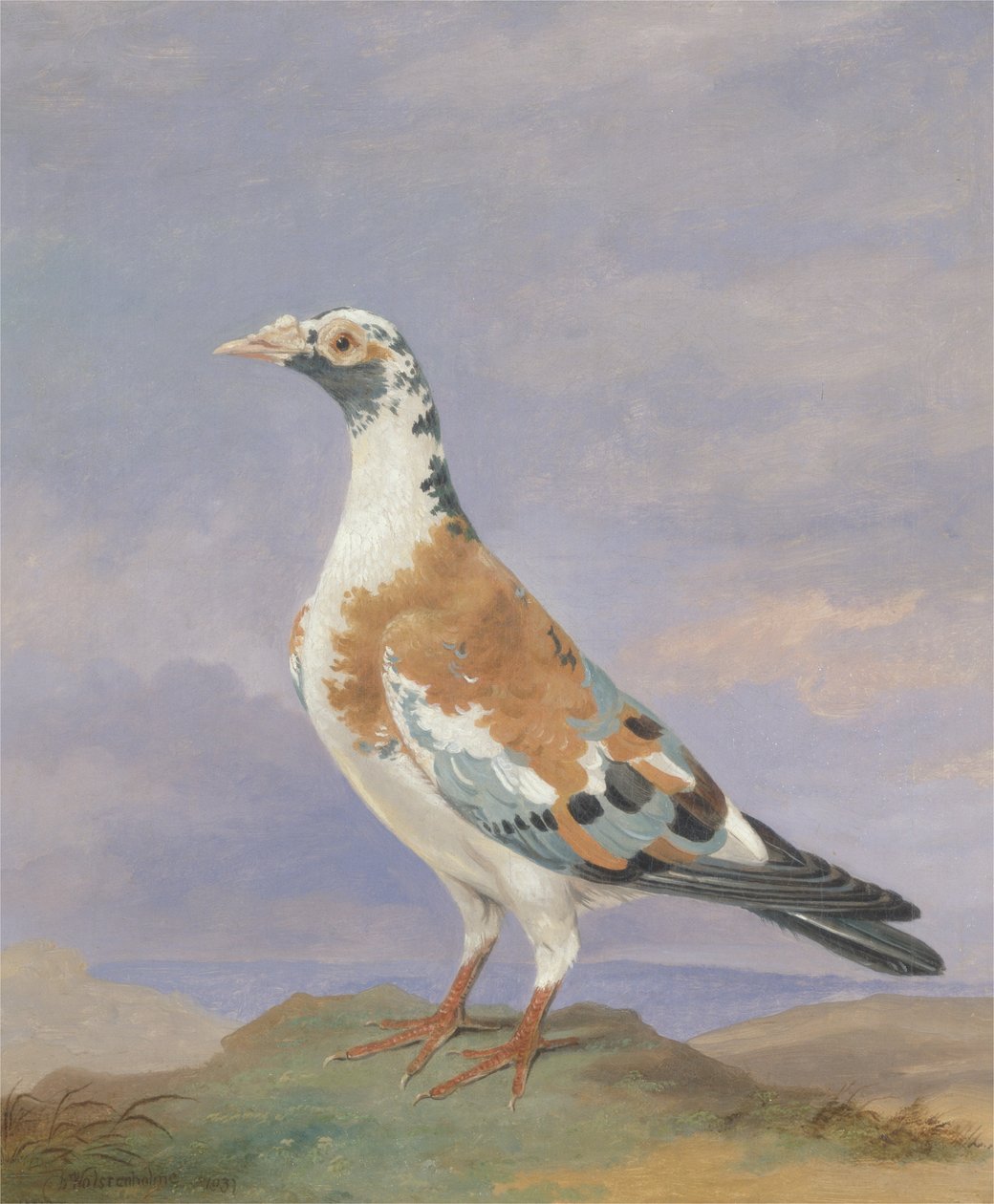 Grizzle Carrier Pigeon 作者 D.小伍尔斯滕霍尔姆