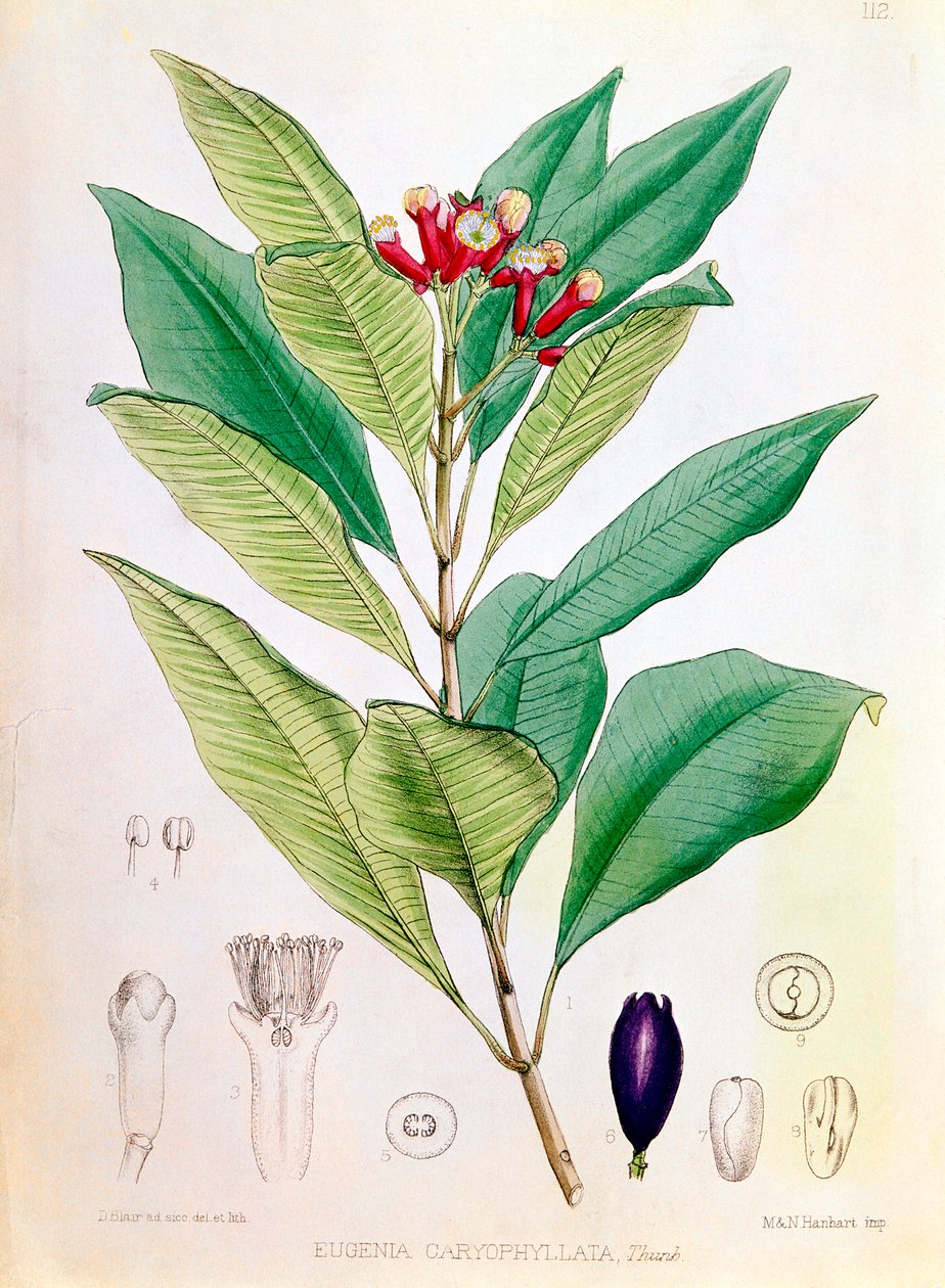 丁香的花蕾 桉树的花蕾 Eugenia carophyllata 作者 D布莱尔